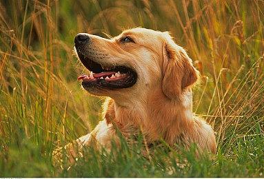 《火焰纹章：结合》开幕过场动画曝光 1月20日正式上线